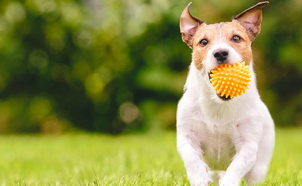 Bola para perro