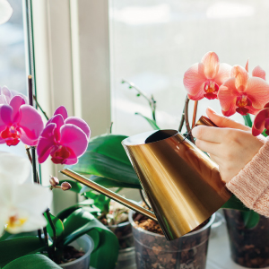 Tierra para orquídeas