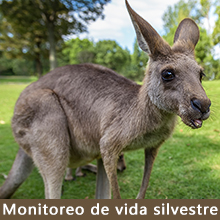 monitoreo de vida silvestre