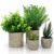 BELLE VOUS Pack de 4 Plantas Artificiales Decorativas en Macetas para Interior – Eucalipto, Sansevieria y Suculenta – Plantas Decorativas Artificiales Oficina, Escritorio/Mesa, Dormitorio o Cocina